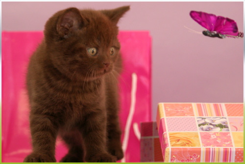 Gianduja