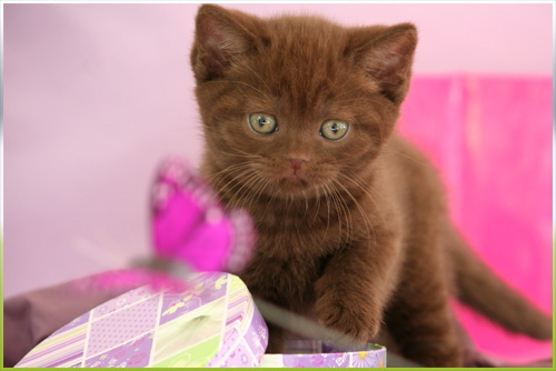 Gianduja