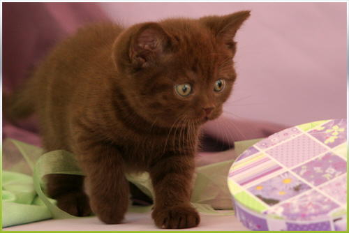 Gianduja